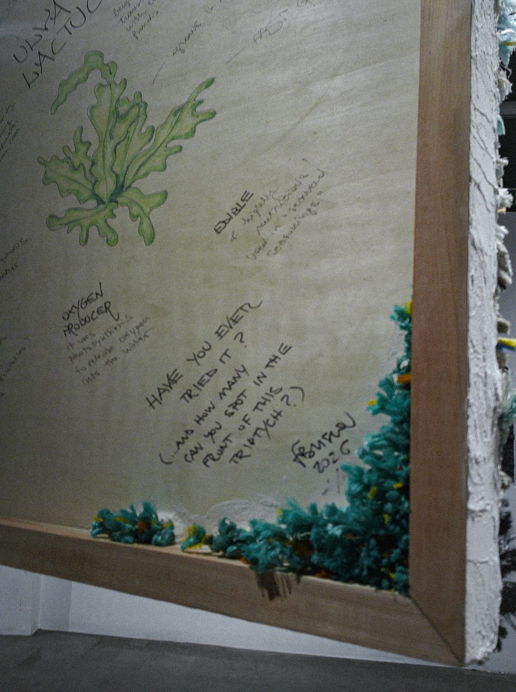 The annotated triptych: Ulva lactuca
